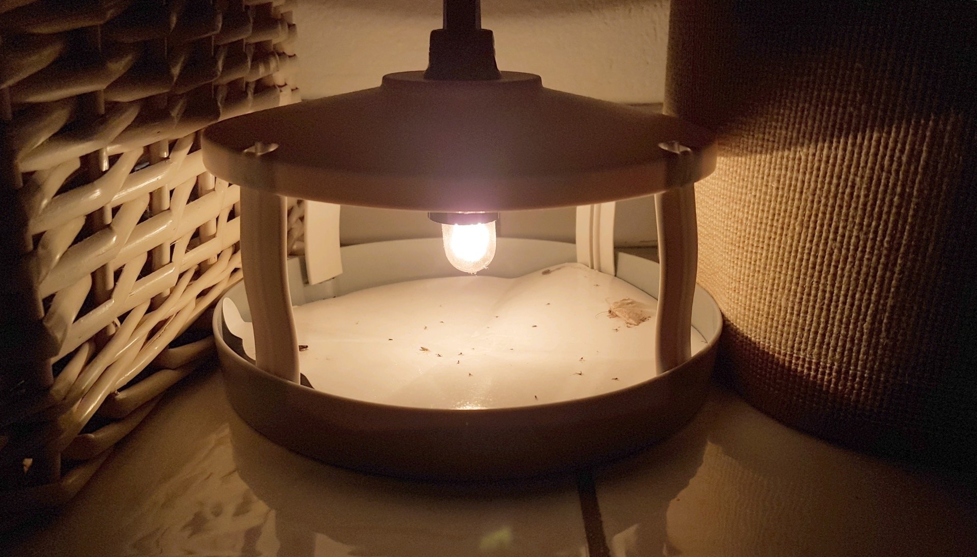 Detail Flea Trap Light Bulb Nomer 28