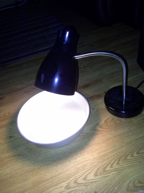 Detail Flea Trap Light Bulb Nomer 6