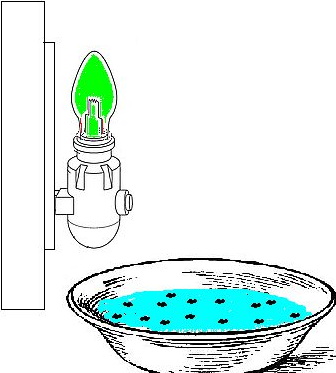 Detail Flea Trap Light Bulb Nomer 52