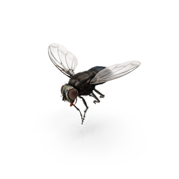 Detail Flies Png Nomer 9