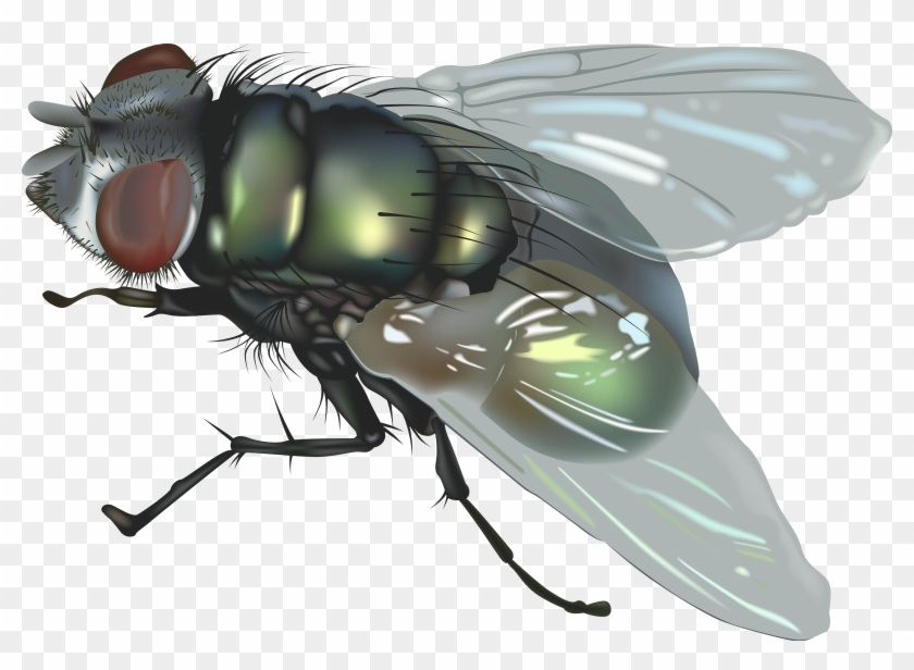 Detail Flies Png Nomer 16