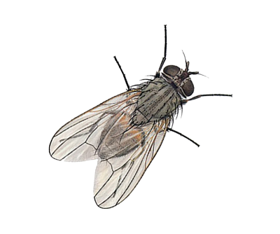 Detail Flies Png Nomer 17