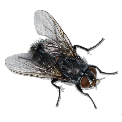 Detail Flies Png Nomer 22