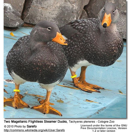 Detail Flightless Ducks For Sale Nomer 24