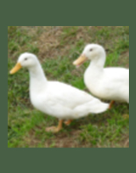 Download Flightless Ducks For Sale Nomer 6