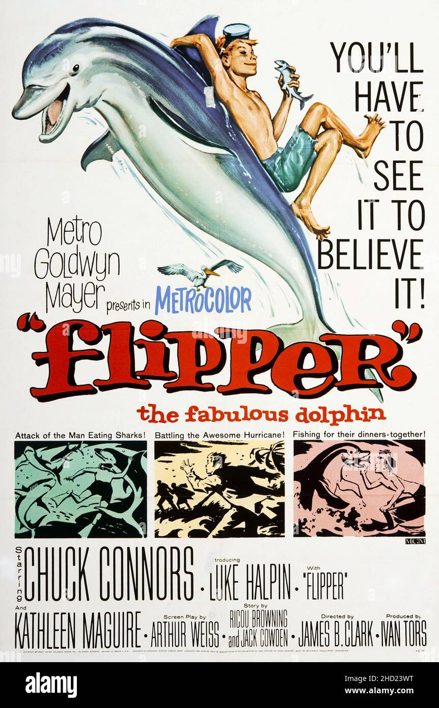 Detail Flipper Images Nomer 5