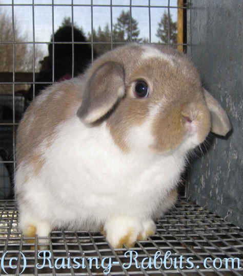 Detail Floppy Eared Dwarf Bunnies For Sale Nomer 23