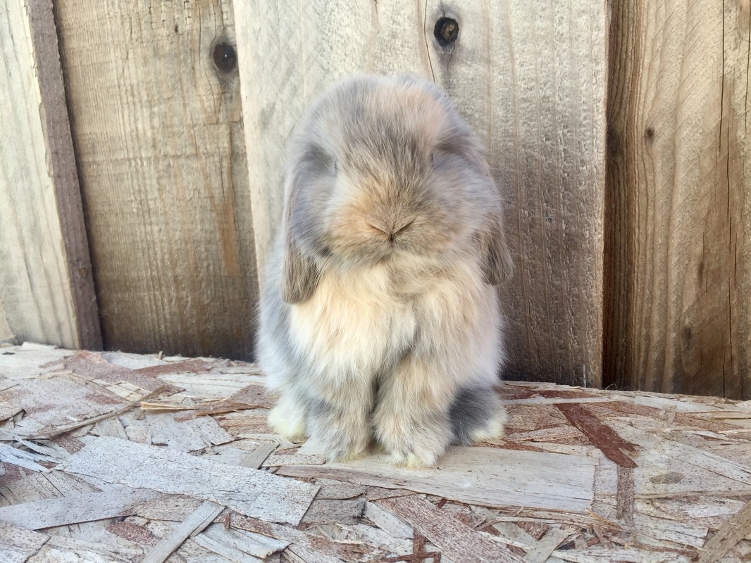 Detail Floppy Eared Dwarf Bunnies For Sale Nomer 47