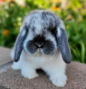 Detail Floppy Eared Dwarf Bunnies For Sale Nomer 10