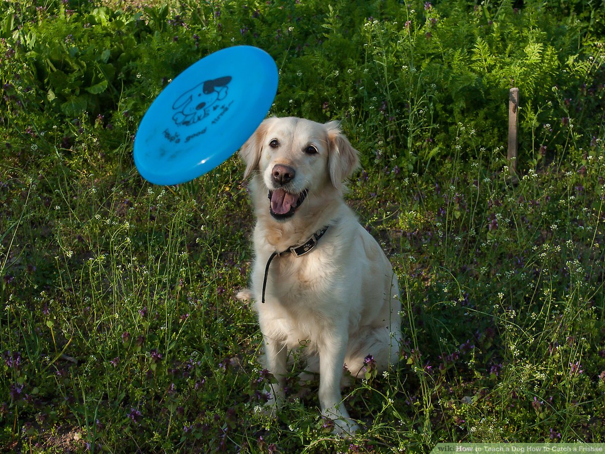 Detail Floppy Frisbee For Dogs Nomer 37