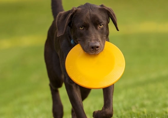 Detail Floppy Frisbee For Dogs Nomer 40
