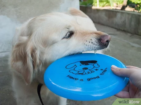 Detail Floppy Frisbee For Dogs Nomer 57