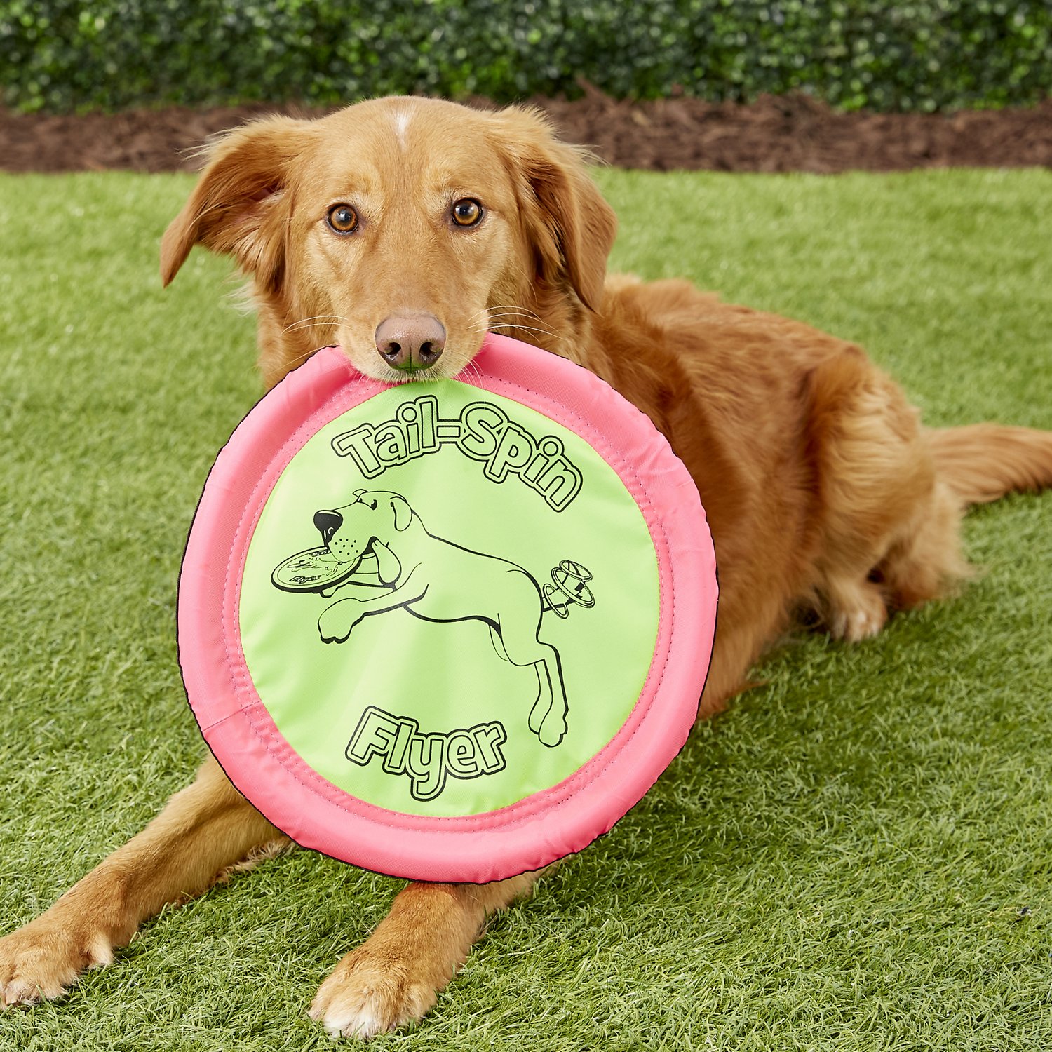 Detail Floppy Frisbee For Dogs Nomer 58