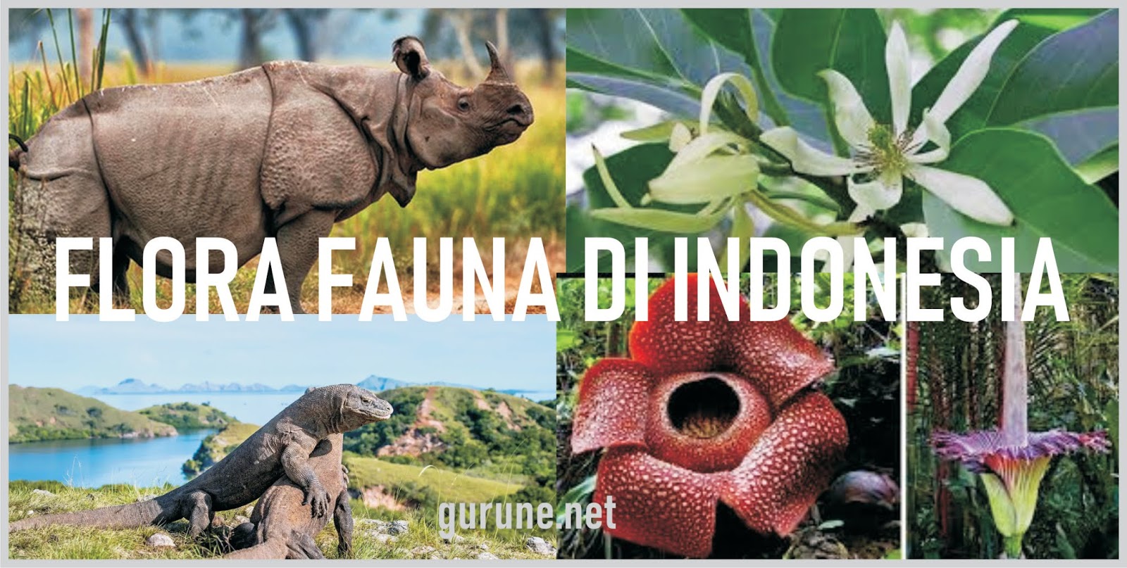 Detail Flora Dan Fauna Di Amerika Nomer 15