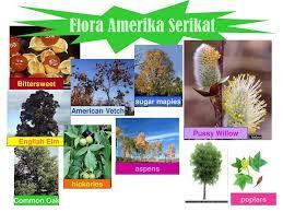 Detail Flora Dan Fauna Di Amerika Nomer 25