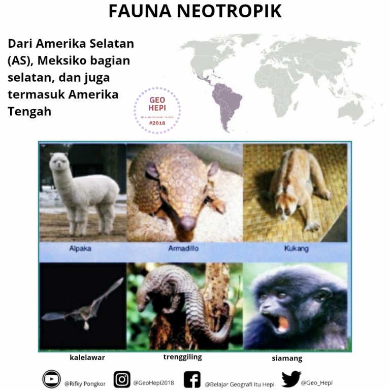 Detail Flora Dan Fauna Di Amerika Nomer 28