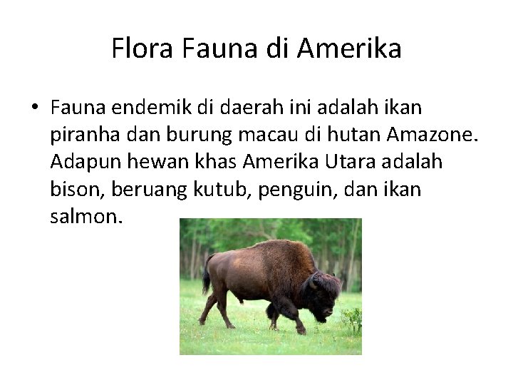 Detail Flora Dan Fauna Di Amerika Nomer 41