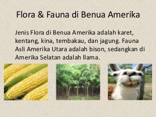 Detail Flora Dan Fauna Di Amerika Nomer 6