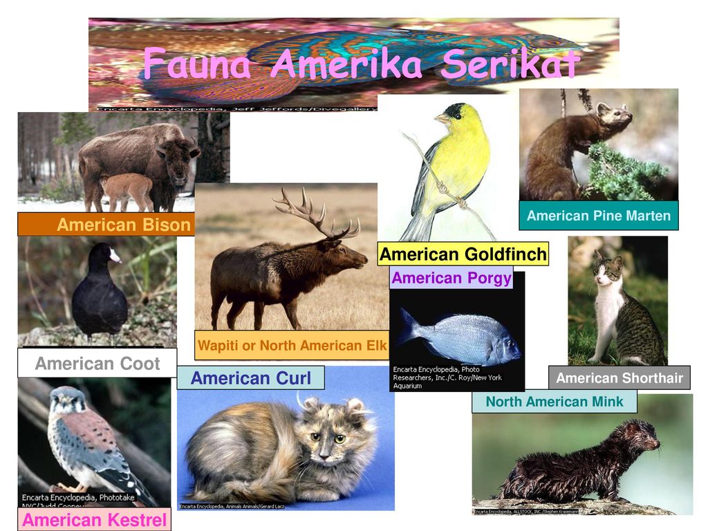 Detail Flora Dan Fauna Di Amerika Nomer 7