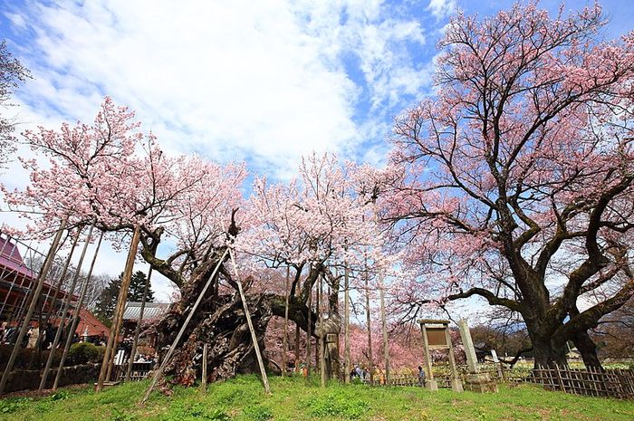 Detail Flora Dan Fauna Di Jepang Nomer 15