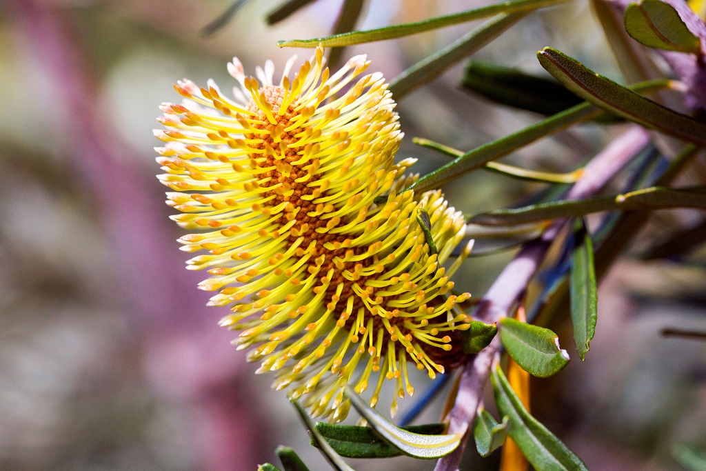 Detail Flora Di Australia Nomer 2