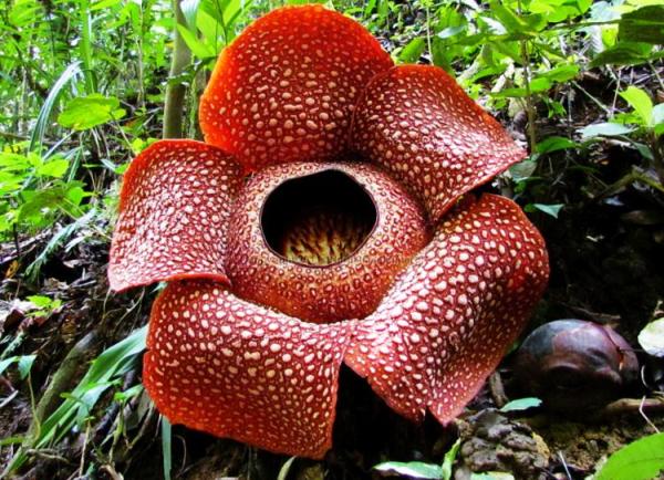 Flora Hutan Hujan Tropis - KibrisPDR