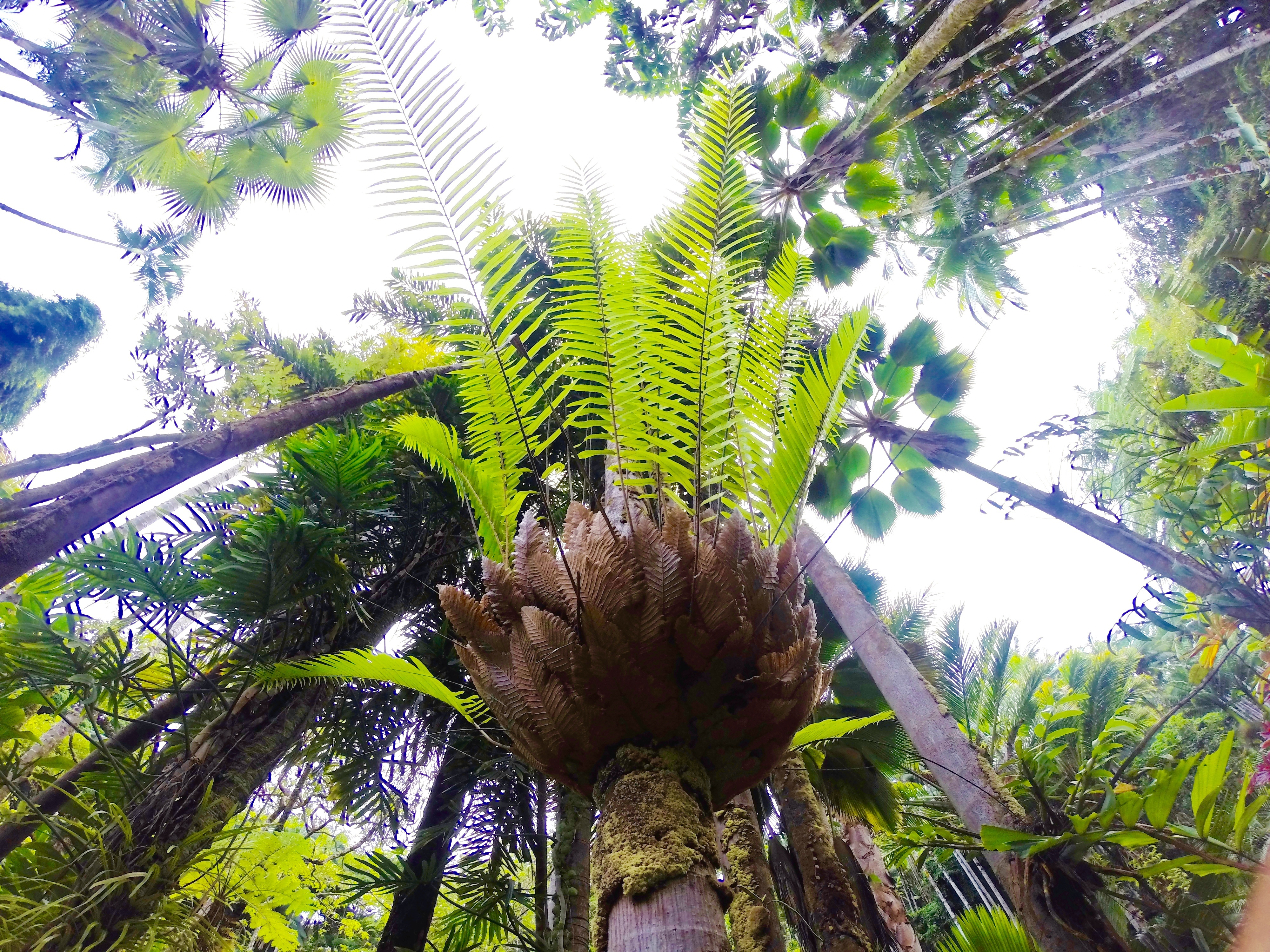 Detail Flora Hutan Hujan Tropis Nomer 13