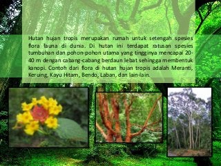 Detail Flora Hutan Hujan Tropis Nomer 19
