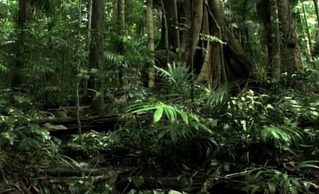 Detail Flora Hutan Hujan Tropis Nomer 4