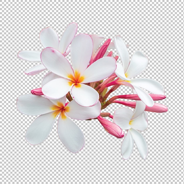 Detail Floral Bunga Nomer 38