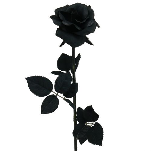 Schwarze Rose Bilder - KibrisPDR