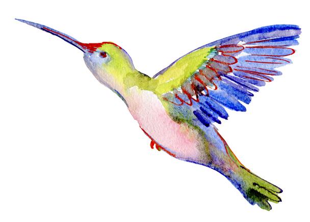 Detail Aquarell Kolibri Nomer 17
