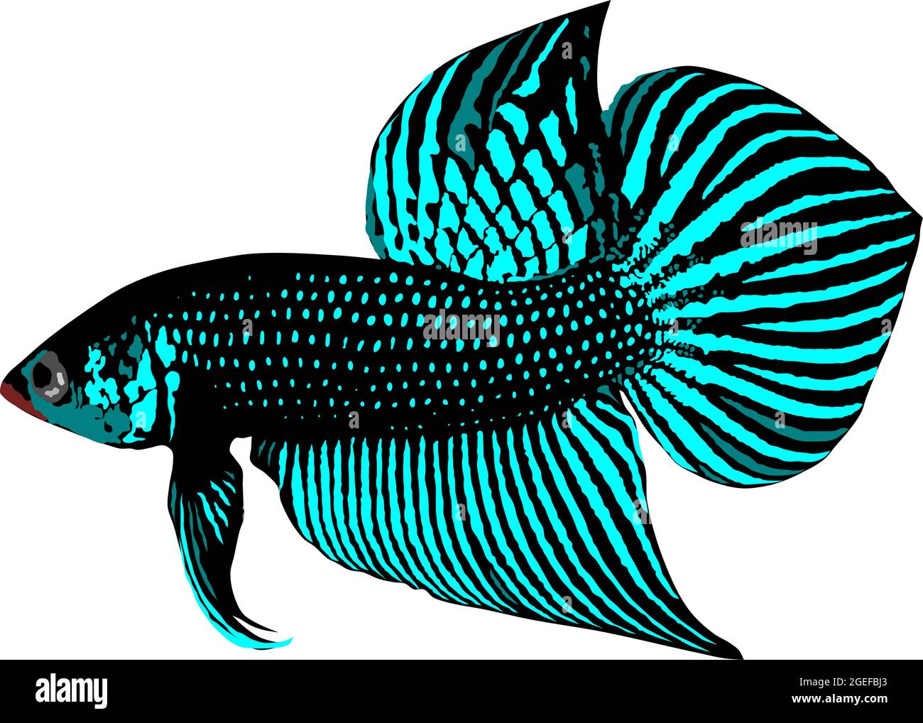 Betta Splendens Blau - KibrisPDR