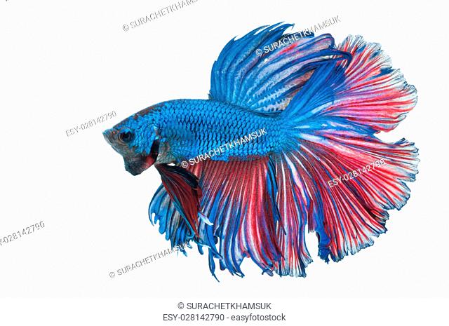 Detail Betta Splendens Blau Nomer 10
