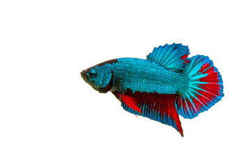 Detail Betta Splendens Blau Nomer 12