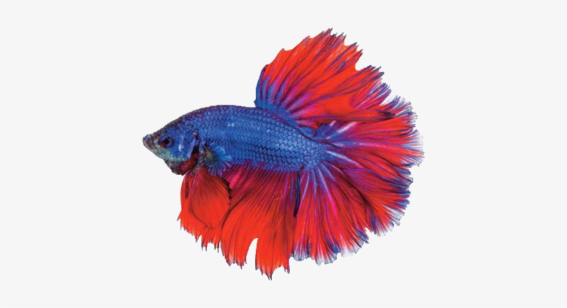 Detail Betta Splendens Blau Nomer 13