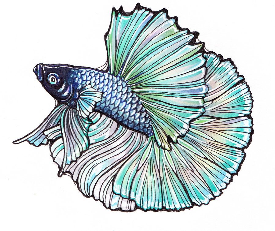 Detail Betta Splendens Blau Nomer 16