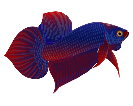 Detail Betta Splendens Blau Nomer 17
