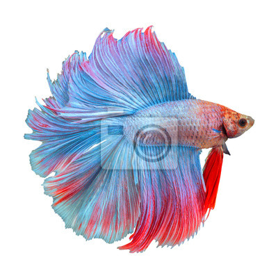 Detail Betta Splendens Blau Nomer 18