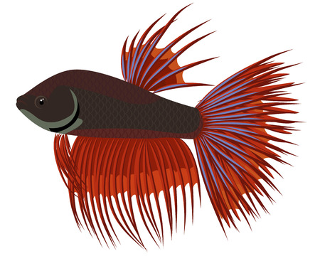 Detail Betta Splendens Blau Nomer 20