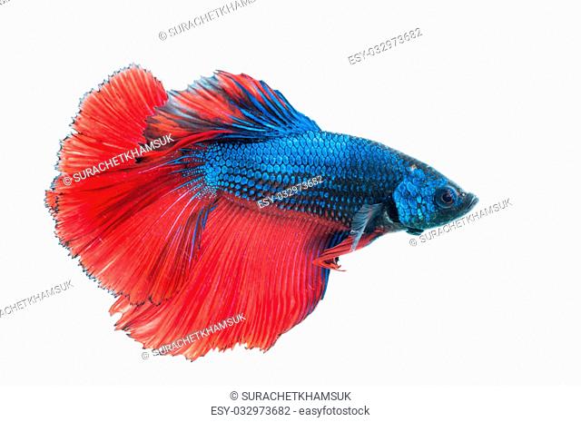 Detail Betta Splendens Blau Nomer 21