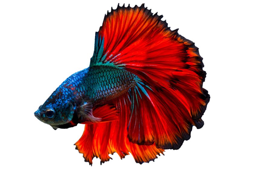Detail Betta Splendens Blau Nomer 22