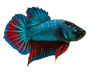 Detail Betta Splendens Blau Nomer 26