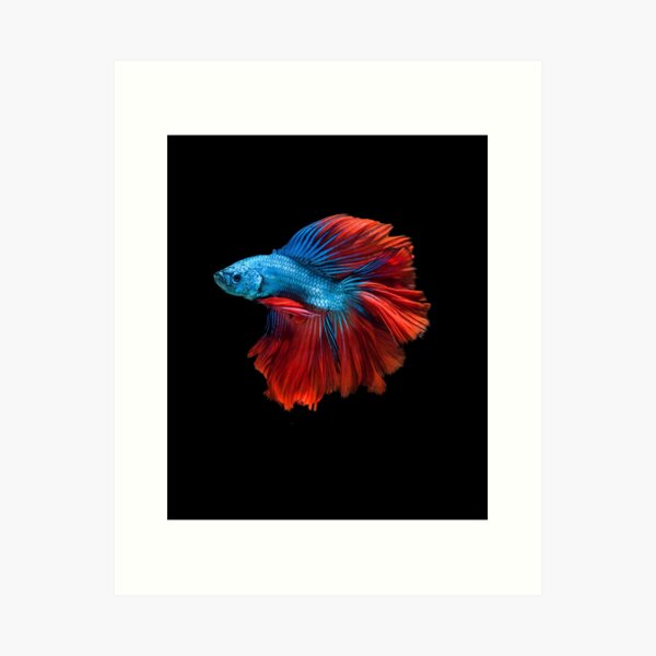 Detail Betta Splendens Blau Nomer 3