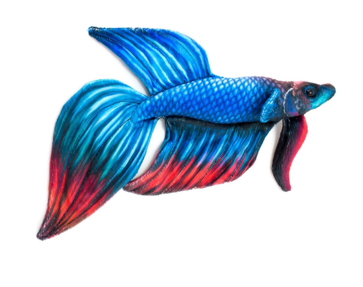 Detail Betta Splendens Blau Nomer 29