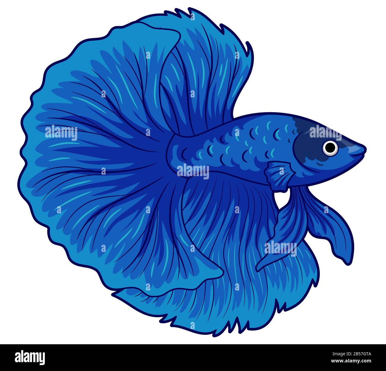 Detail Betta Splendens Blau Nomer 6