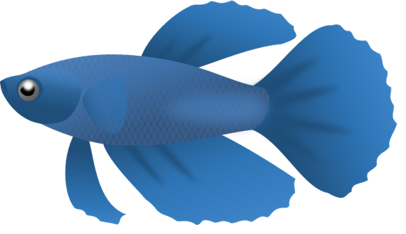 Detail Betta Splendens Blau Nomer 7