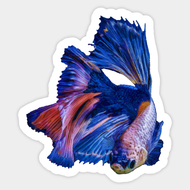 Detail Betta Splendens Blau Nomer 8