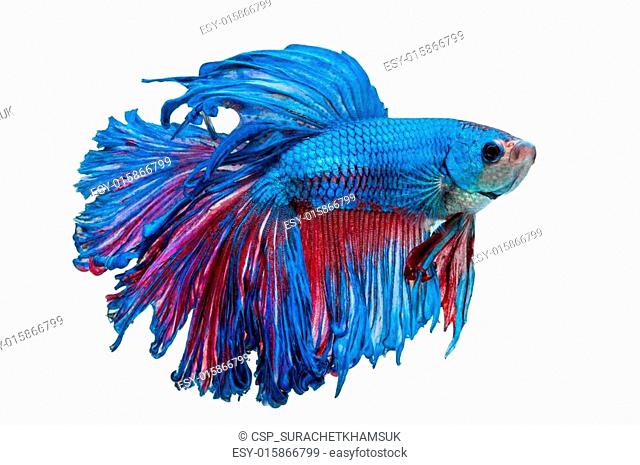 Detail Betta Splendens Blau Nomer 9