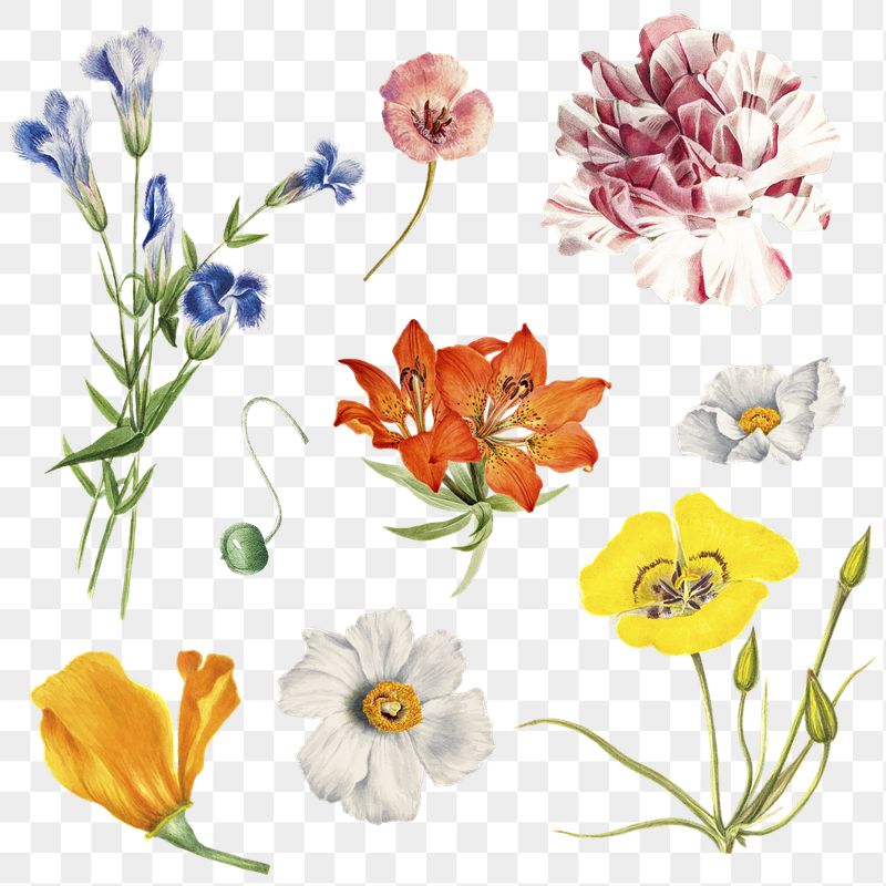 Detail Floral Vector Transparent Png Nomer 44